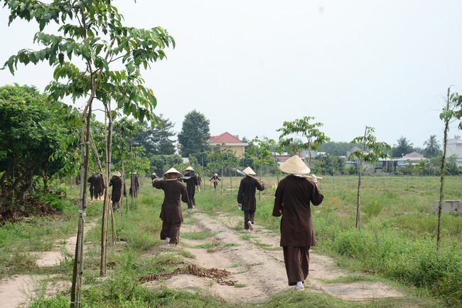 Planting trees in Tay Ninh of the monks of Hoang Phap Pagoda
