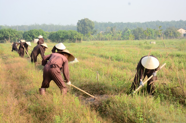 Planting trees in Tay Ninh of the monks of Hoang Phap Pagoda