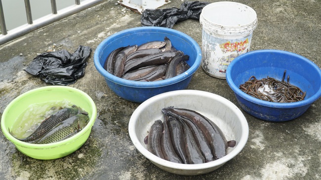 Releasing creatures in Thanh Hoa