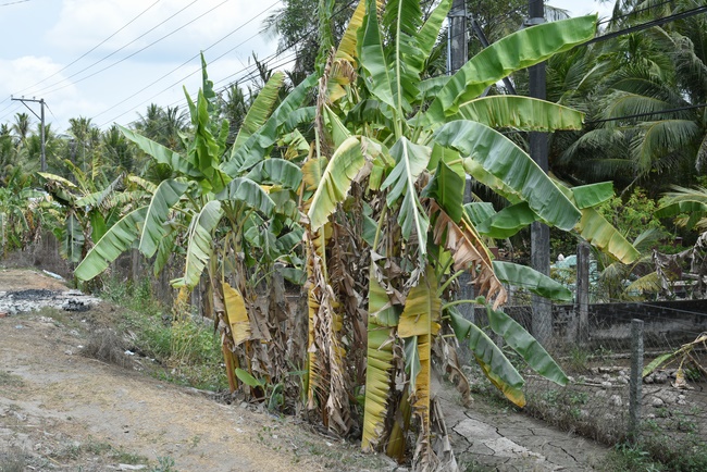 Offering a saltwater filter and a transformer to Quoc Thoi Pagoda in Ben Tre.