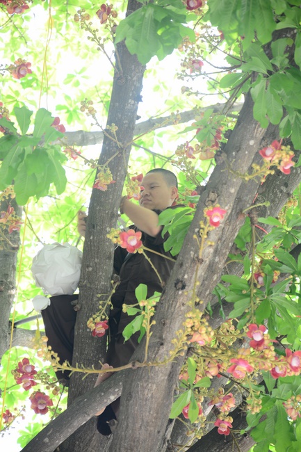 Preparing for the Great Ceremony of Buddha's Birthday (part 1)