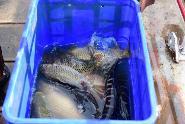 Freeing of creatures at Ca Lang ferry in Cu Chi