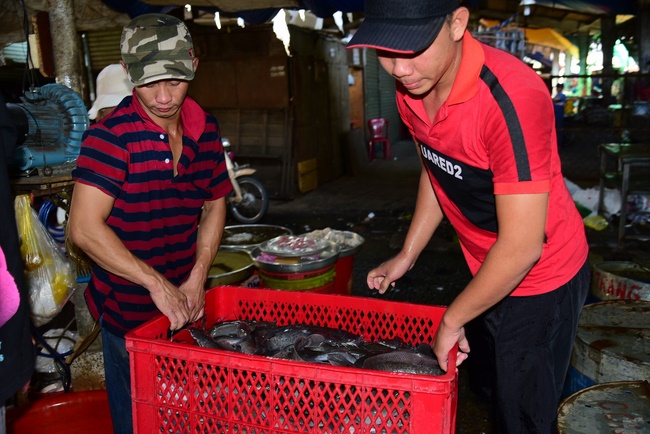 Freeing of creatures at Ca Lang ferry in Cu Chi