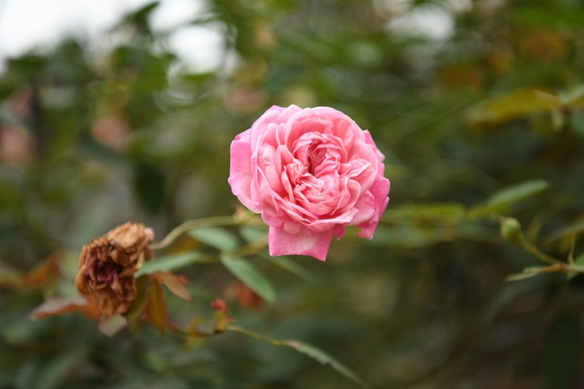 Buddha Bathing Ceremony at Hoa Phuc Pagoda in the period of COVID-19.