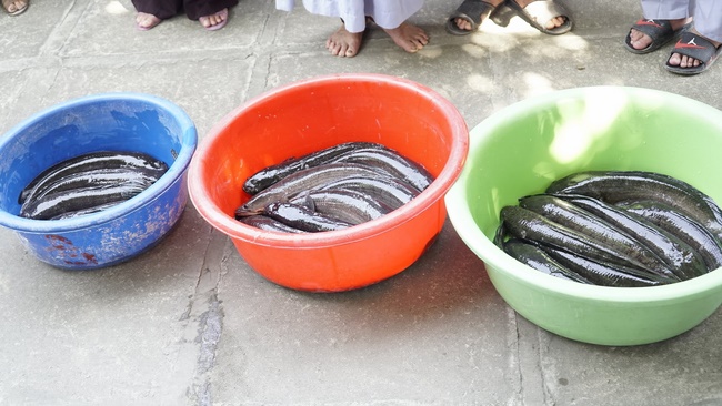 One-day Retreat at Dong Cao Pagoda.