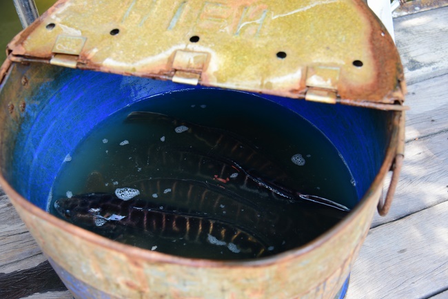 Releasing creatures and repentant ceremony at Minh Chat  ashram in Can Tho