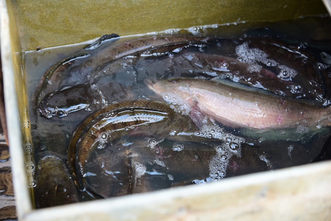 Releasing creatures and repentant ceremony at Minh Chat  ashram in Can Tho