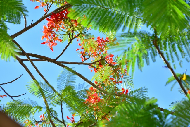 Vui tết thiếu nhi tại chùa Tây Khánh, Thái Bình