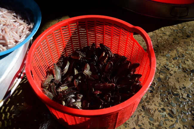 Offering money to build wells at Bao Phap Pagoda, Lam Dong