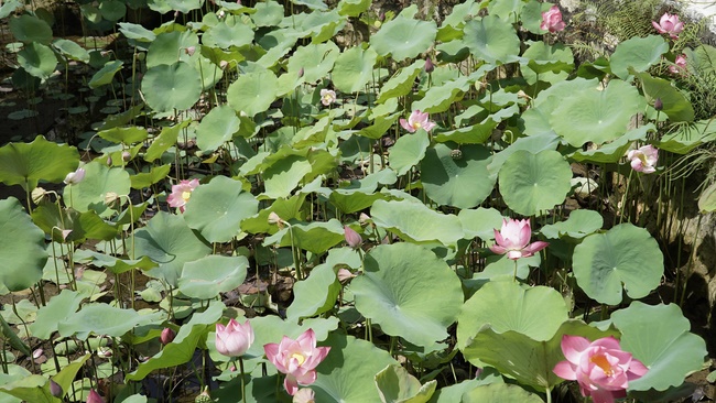 Charity of  Dong Cao pagoda