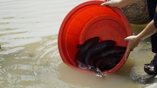 Charity of  Dong Cao pagoda