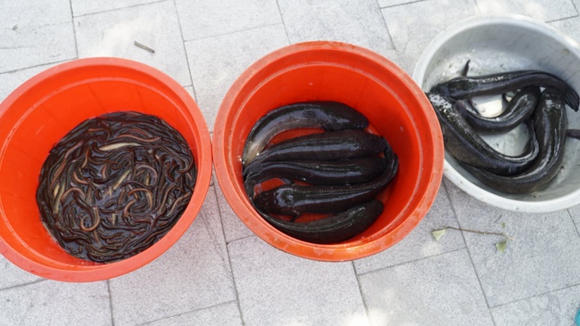 Charity of  Dong Cao pagoda