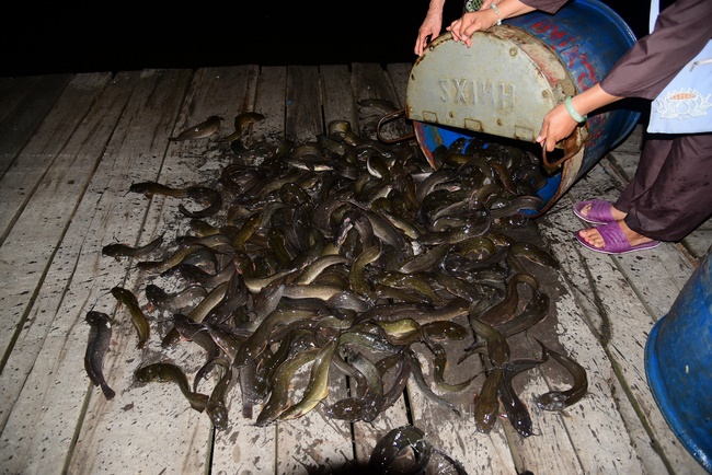 Liberating creatures at Binh My ferry and praying for peacefulness.