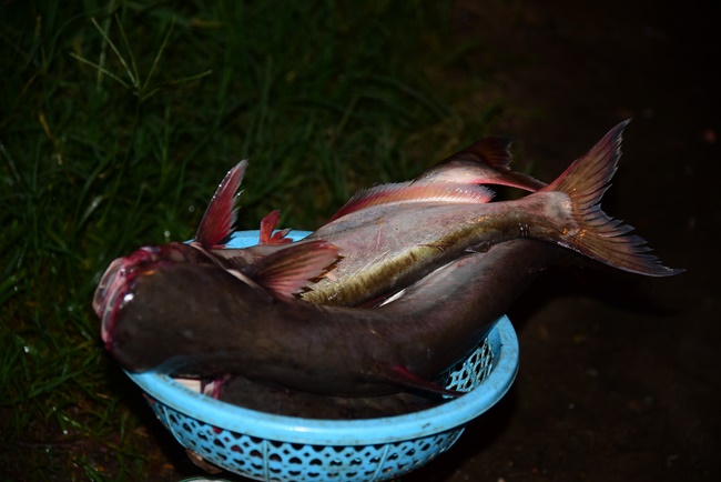 The ceremony of putting the Buddha statue and releasing creatures.