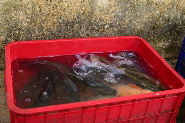 The beginning rite to sculpt the Buddha statue offering to Đang Phap Pagoda