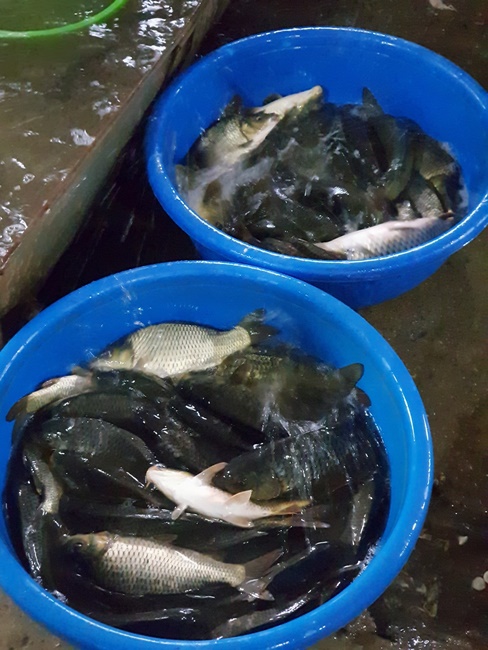 Charity of Dong Cao pagoda