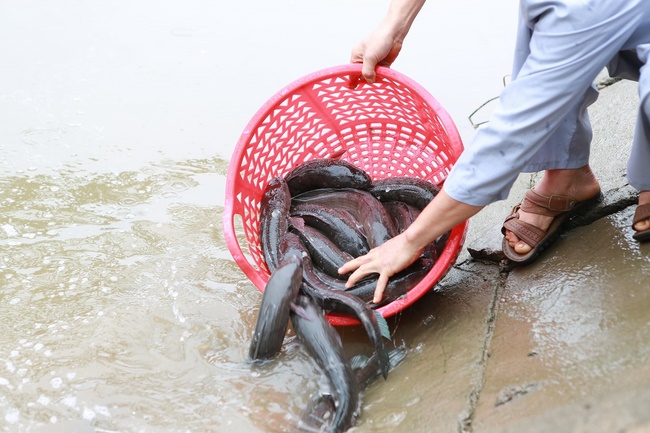 Charity of  Dong Cao pagoda