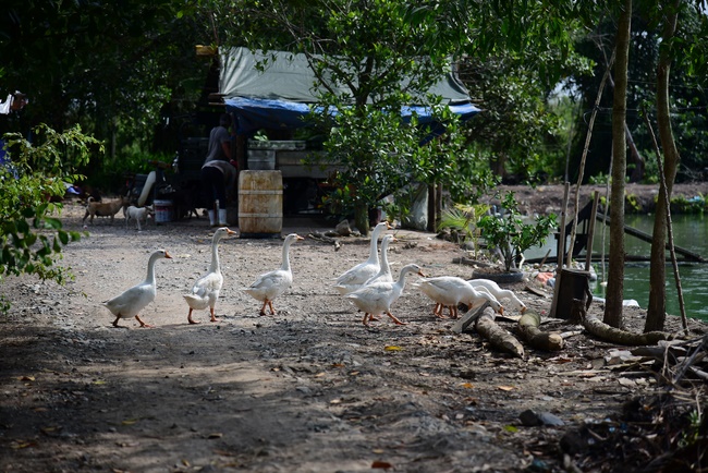 Freeing of creatures at Ca Lang ferry port in Cu Chi