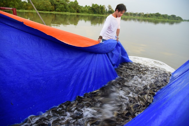 Freeing of creatures at Ca Lang ferry port in Cu Chi