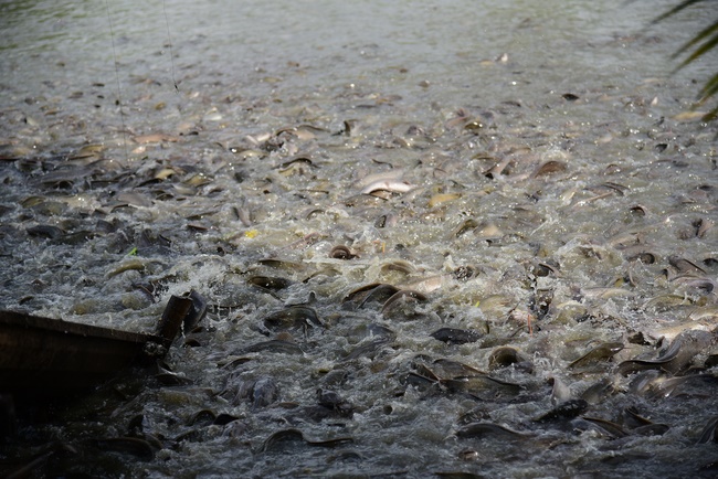Freeing of creatures at Ca Lang ferry port in Cu Chi