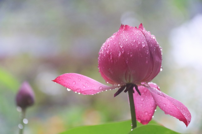 Dharma assembly for chanting Ksihitigarbha at Hoa Phuc Pagoda