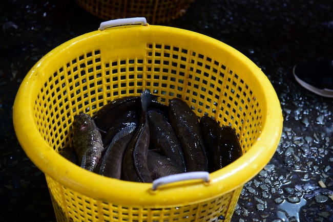 Freeing creatures at Ba Lua port in Cu Chi