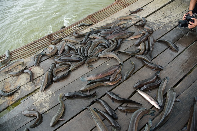 Freeing creatures at Ba Lua port in Cu Chi