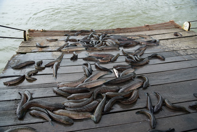 Freeing creatures at Ba Lua port in Cu Chi