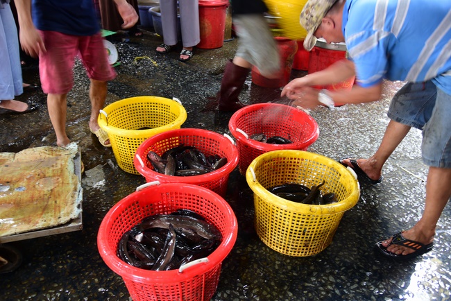 Freeing creatures at Ba Lua port in Cu Chi