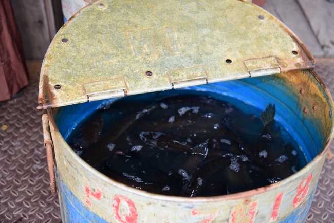 Freeing creatures at Ba Lua port in Cu Chi