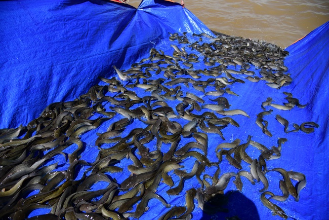 Freeing creatures on Co Bac ferry in Can Tho