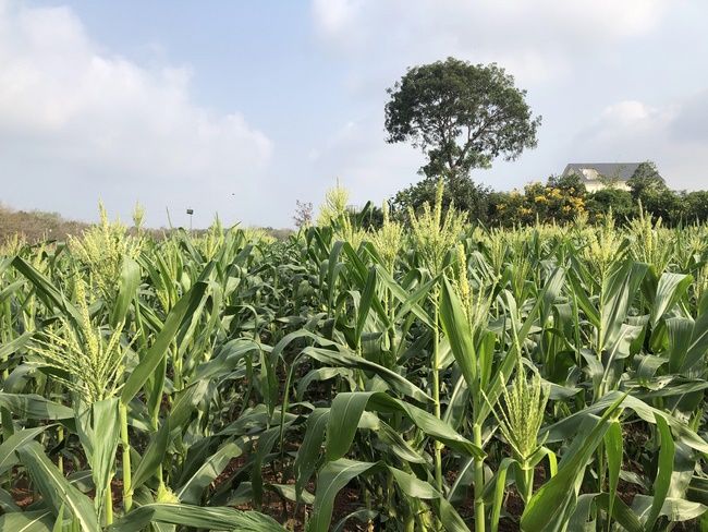 Ban Tôn giáo Tây Ninh viếng thăm chùa Suối Pháp