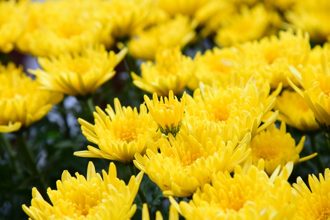 Welcome the Spring beside the Master