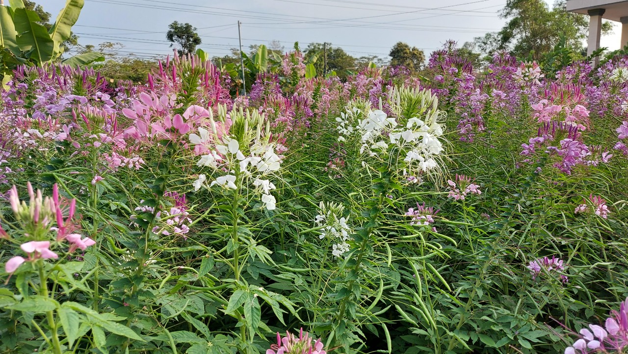 Ngày đầu xuân chùa An Hương, An Giang