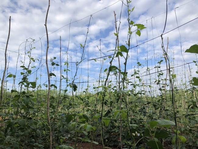 Repentant Ceremony at Suoi Phap Pagoda, Tay Ninh