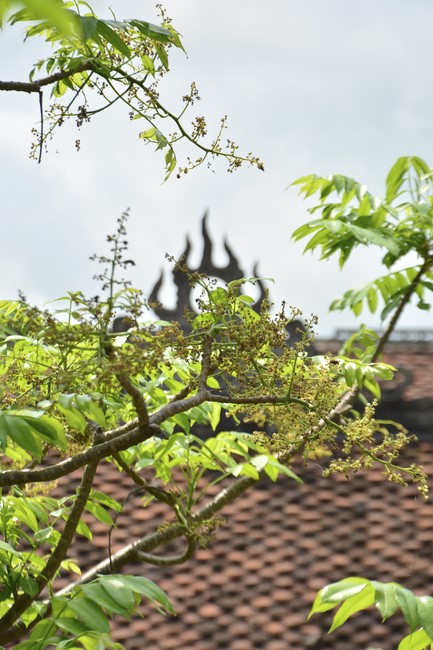 The rite inviting respectfully the Late Most's picture and the bell casting rite at Tay Khanh pagoda, Thai Binh