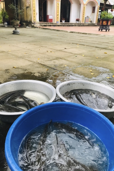 One - Day Retreat at Dong Cao pagoda