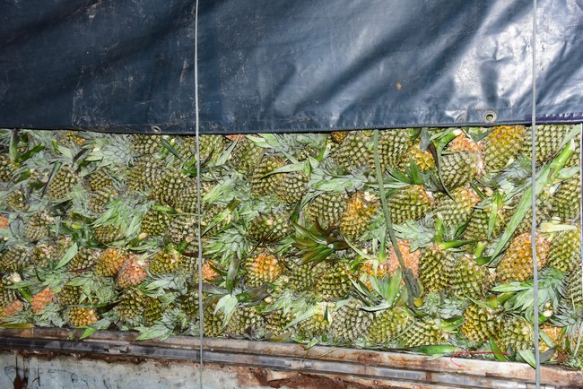 Continuing to support people in need in the Covid-19 pandemic of Hoang Phap Pagoda (series 11)