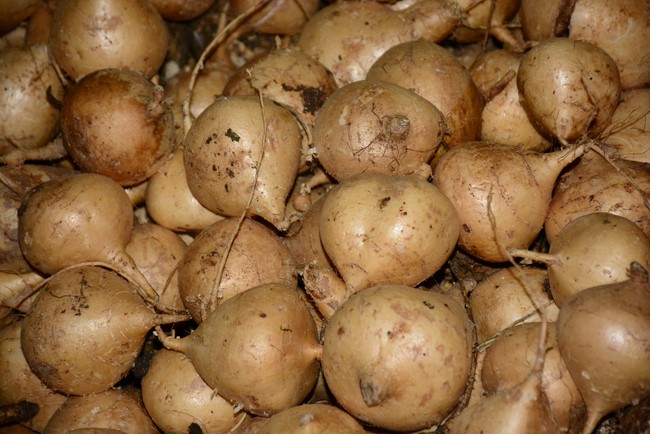 Continuing to support people in need in the Covid-19 pandemic of Hoang Phap Pagoda (series 12)