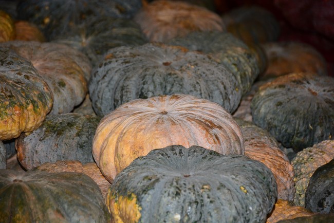 Continuing to support people in need in the Covid-19 pandemic of Hoang Phap Pagoda (series 9)