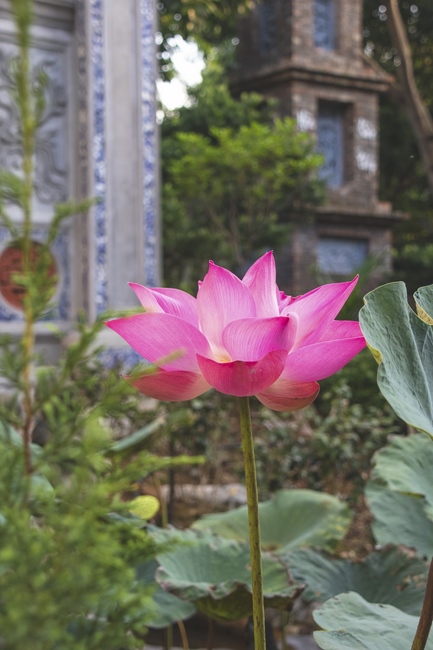 Being still the fragrance of virtue to thousands of years