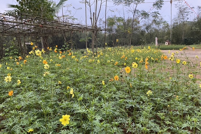 Chùa Đại Cồ Việt: Công tác chuẩn bị đón xuân Nhâm Dần