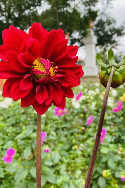 Affairs preparing for Lunar New Year at Vinh Phuc Pagoda