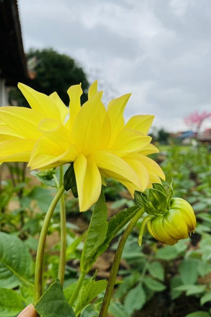 Affairs preparing for Lunar New Year at Vinh Phuc Pagoda