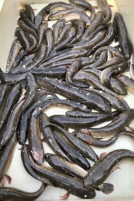 One - Day Retreat at Dong Cao pagoda