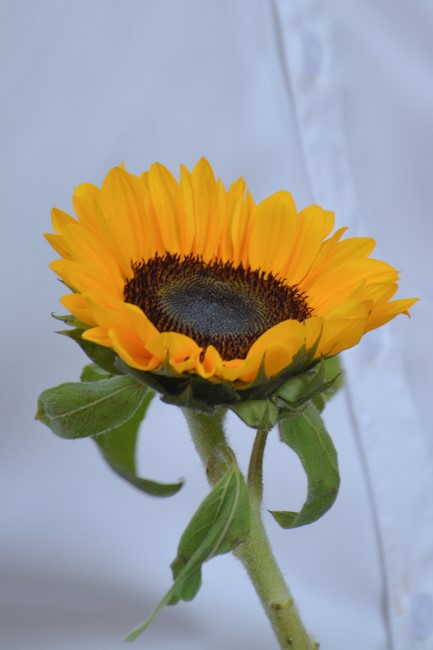 Khoá tu “Gốc Rễ Tâm Linh Xin Bồi Đắp” – CLB Nhân sinh