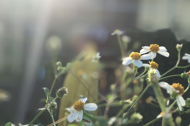 One - Day Retreat at Dong Cao pagoda