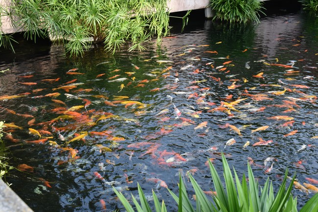 Viếng thăm các chùa ở Hóc Môn, Thủ Đức, Q2 TP. HCM