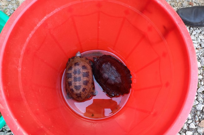 The Rite Praying for Peace at Dau Tieng Wildlife Conservation Station in Binh Duong