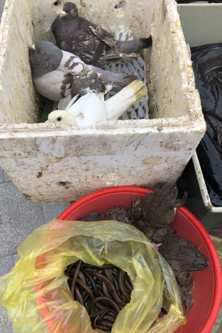 Ngày Rằm tháng Giêng lan toả yêu thương tại chùa Đống Cao, Thanh Hóa